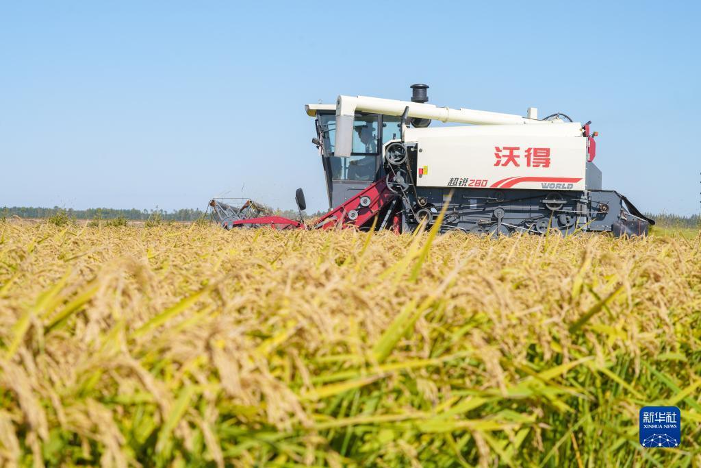 龙虎大小